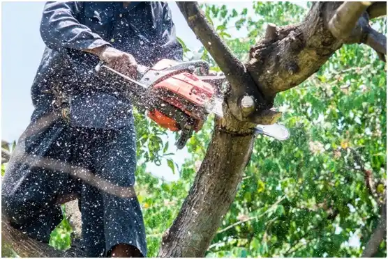 tree services Linntown